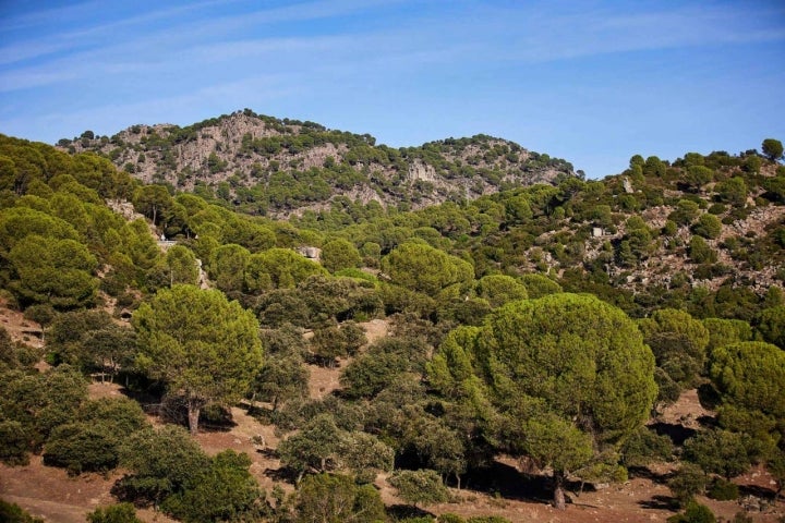 Pinares Sierra Andújar