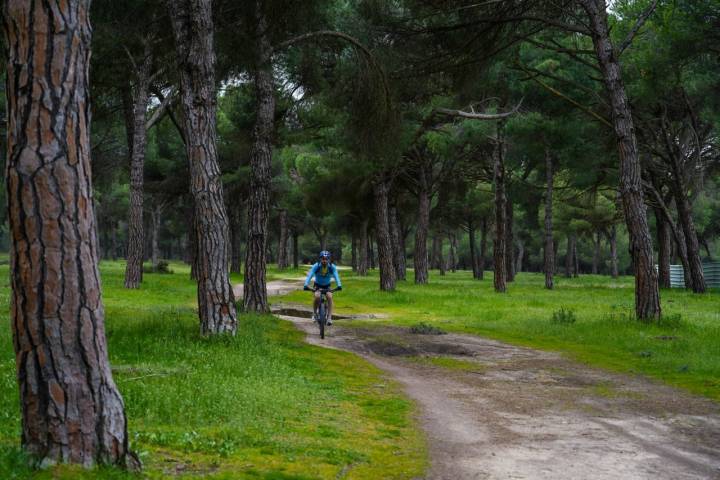 Un ciclista de ruta por el Pinar de Antequera en Simancas (Valladolid)
