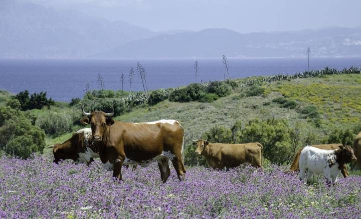 En Tarifa también podemos encontrar verdes prados al borde del mar.