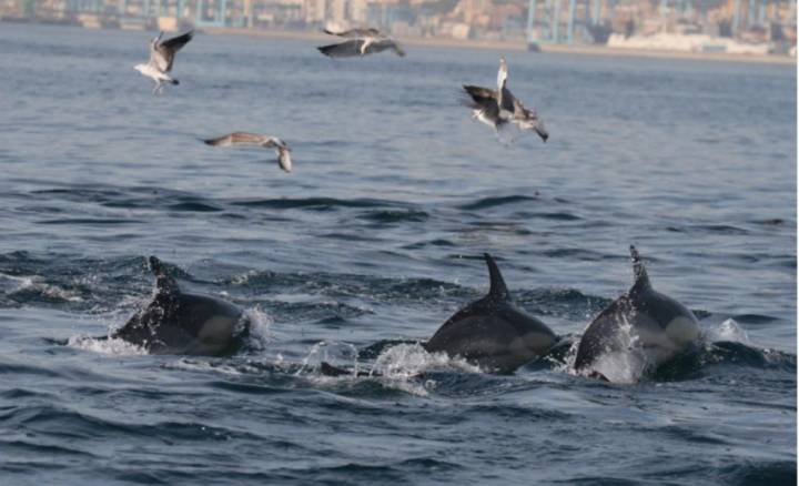 Delfines saltando por el mar de Tarifa