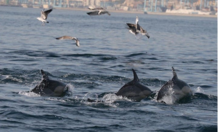 Delfines saltando por el mar de Tarifa