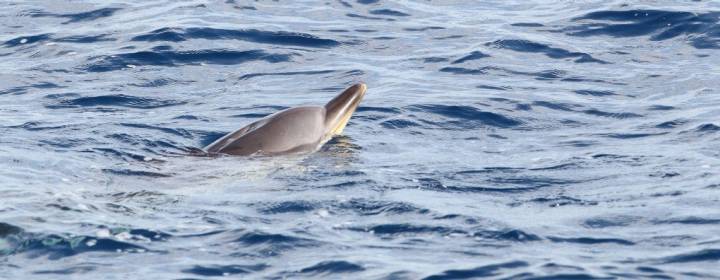 Los delfines suelen ser los más queridos por los humanos. Foto: Sebastián Lara.