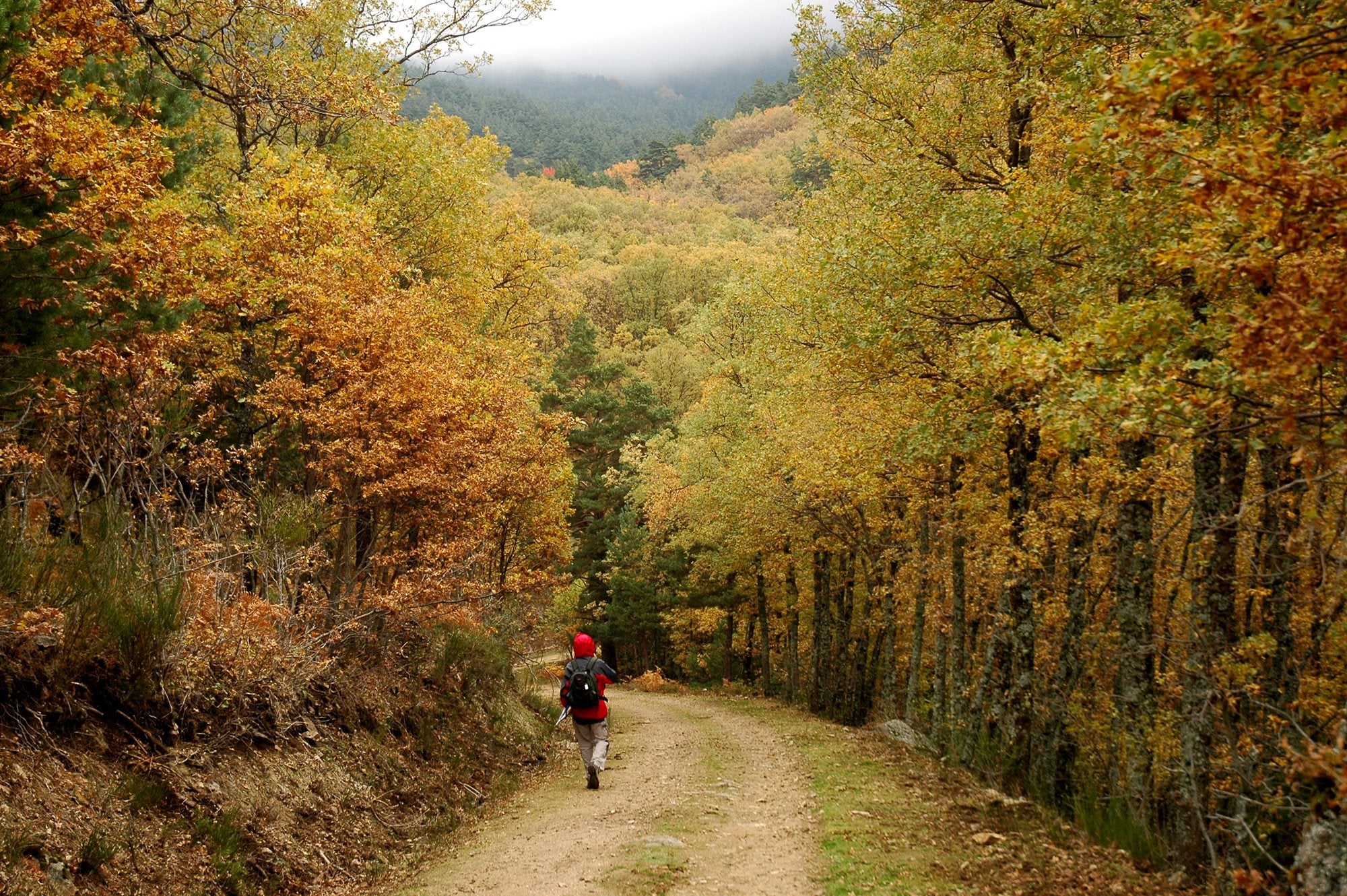 El tiempo de los bosques de colores