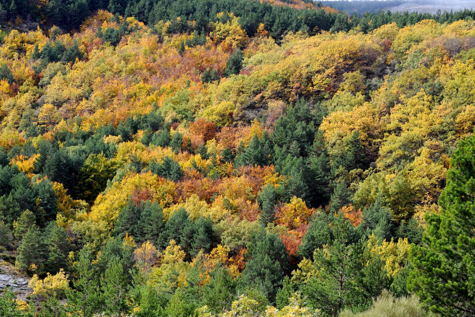 Tipos de bosques otoño bosque multicolor