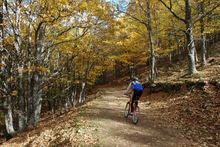 Tipos de bosques otoño ciclista
