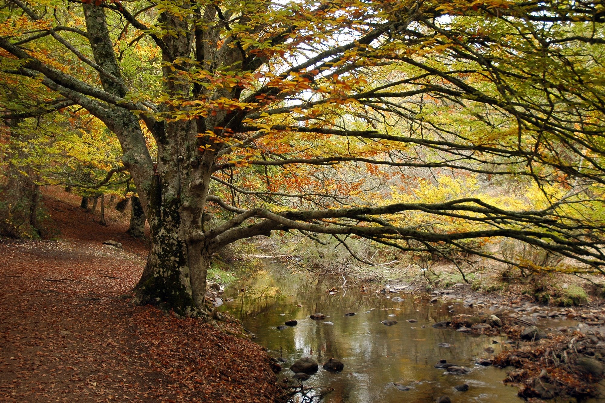 Tipos de bosques otoño hayedo