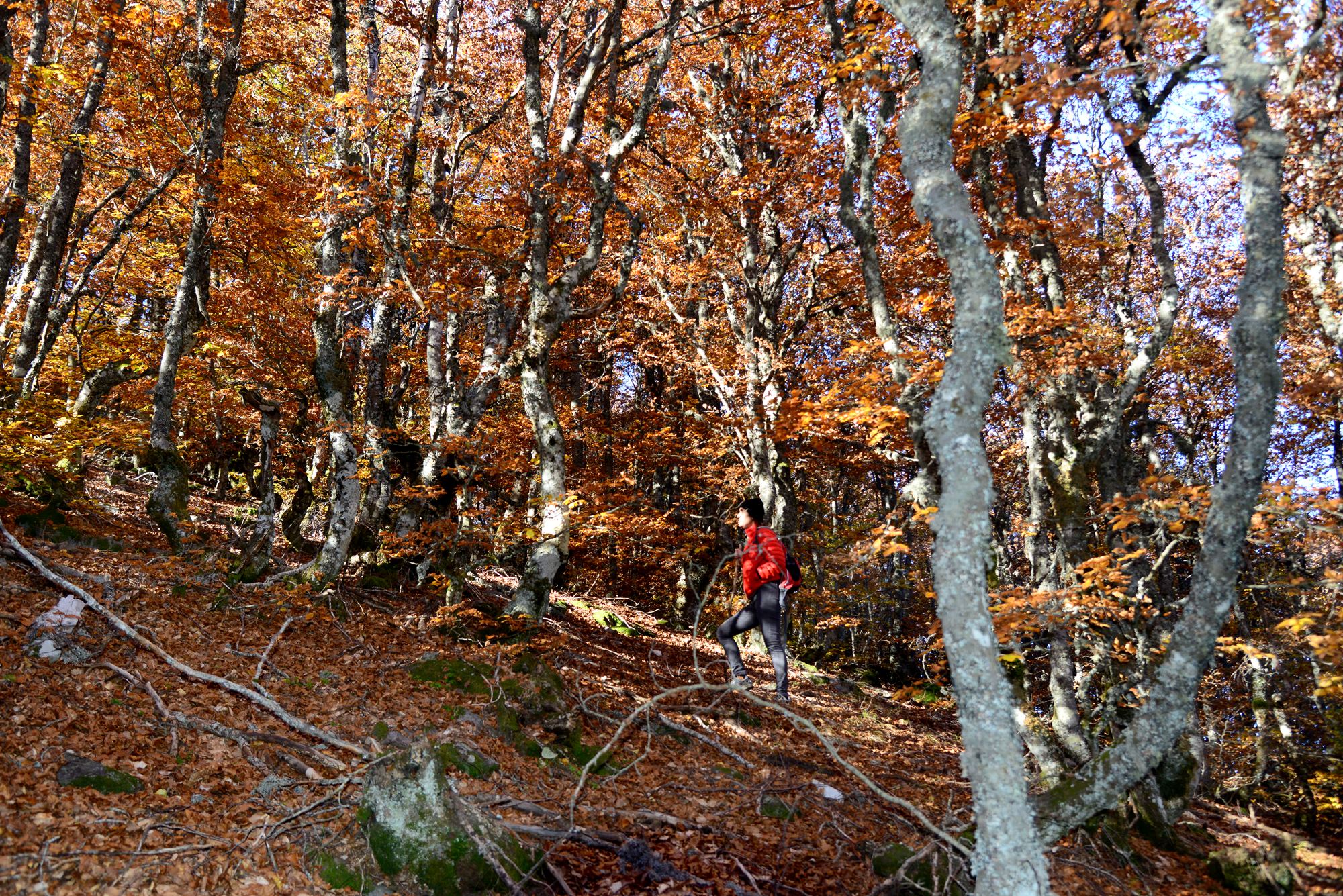Tipos de bosques otoño senderista en hayedo