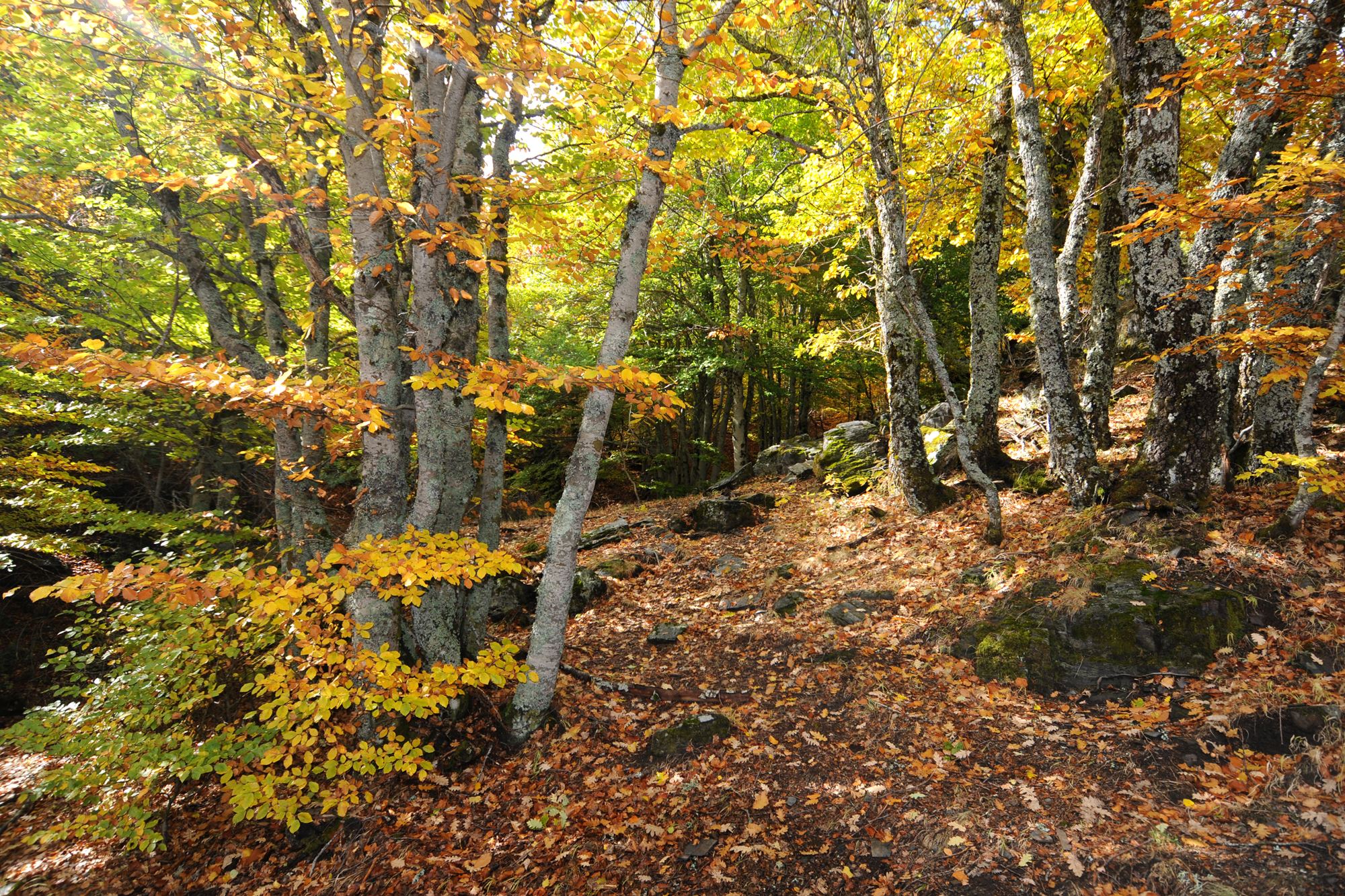 Tipos de bosques otoño hayedo en otoño