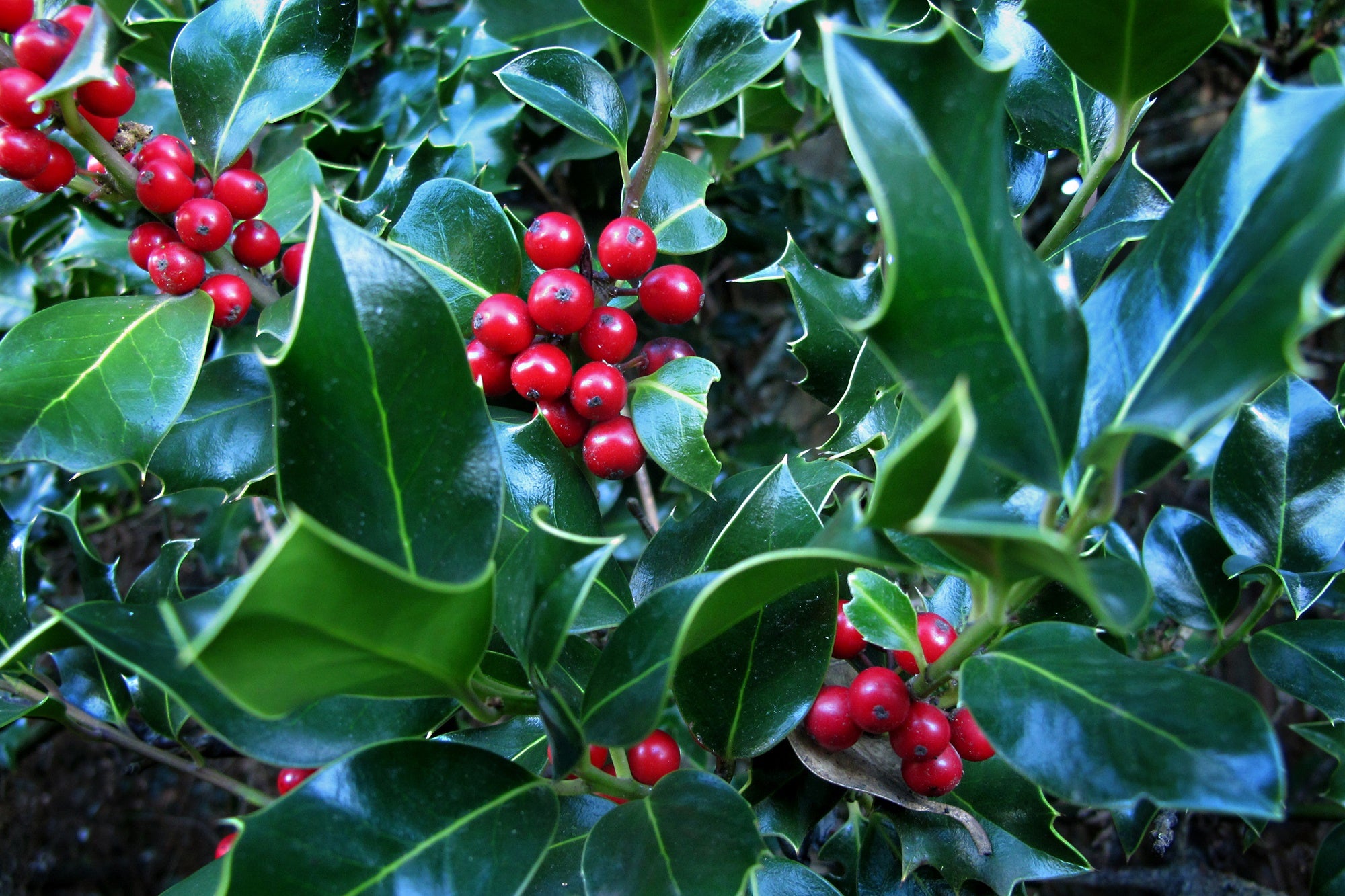 Tipos de bosques otoño frutos acebo de cerca