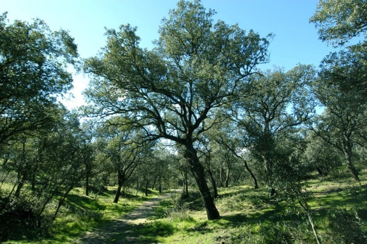 Tipos de bosques otoño encinar