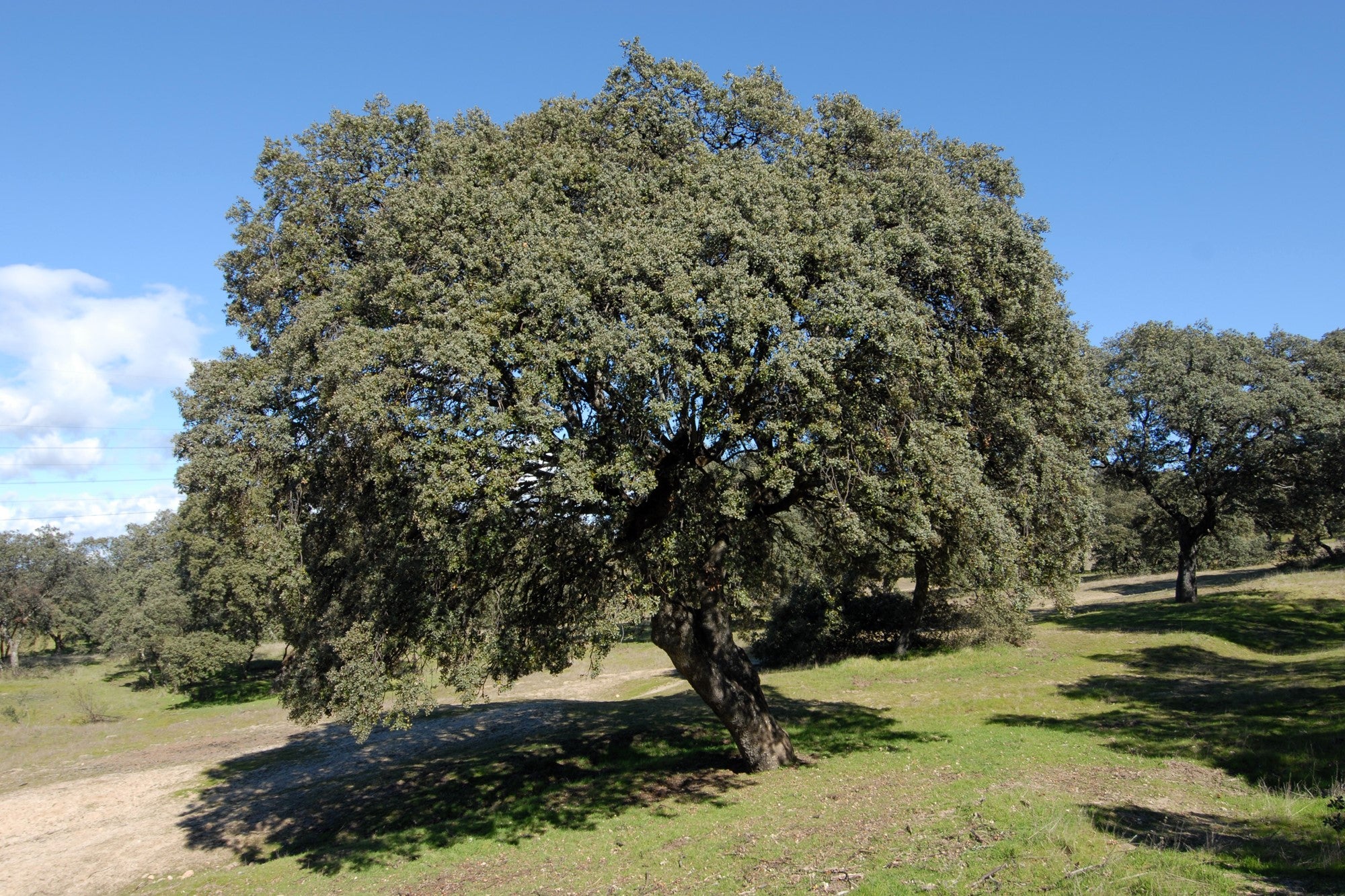 Tipos de bosques otoño encina grande