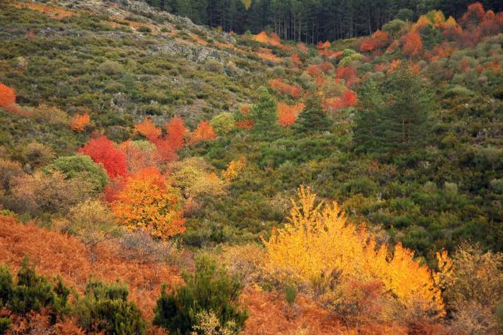 Tipos de bosques otoño bosque mixto