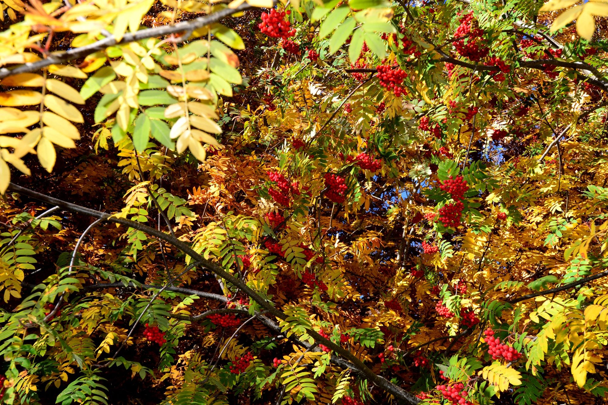 Tipos de bosques otoño bosque mixto con serbal