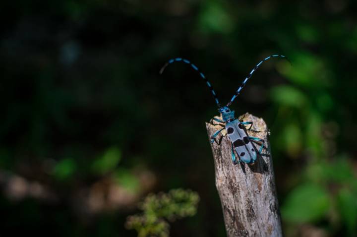 El escarabajo Rosalia alpina selecciona las hayas muertas en claros del bosque y solanas. Foto: Shutterstock.
