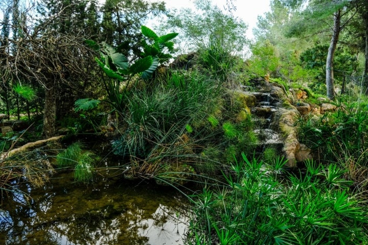 Parte de la naturaleza salvaje del Jardín Botánico.