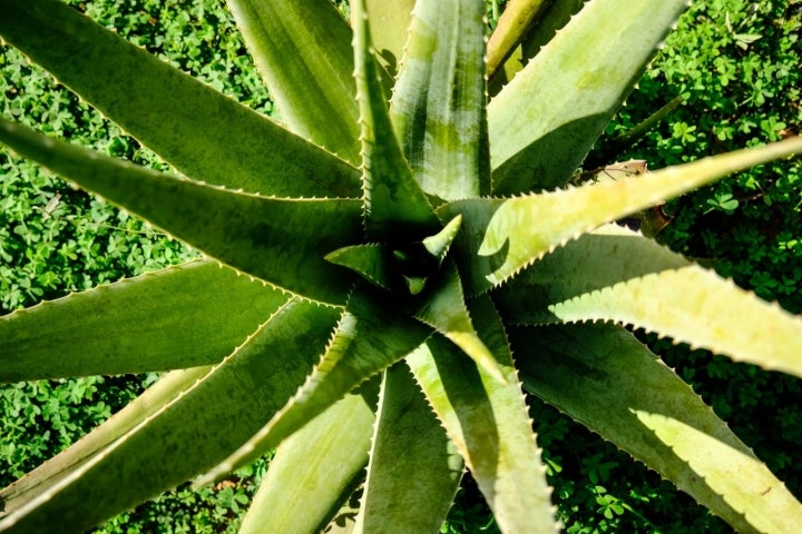 Planta de aloe vera en la plantación de Ibizaloe.