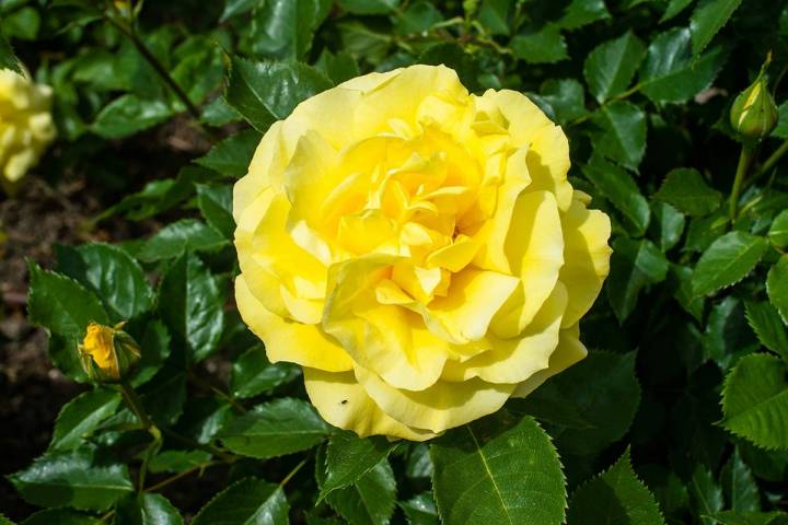 Una rosa amarilla de la variedad Freia Floribunda en La Rosaleda del Parque del Oeste (Madrid).