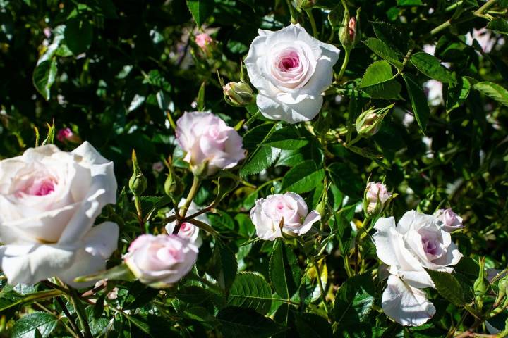 Un rosal repleto de rosas blancas con tonalidades en rosa de la variedad Fluribunda, del francés Michel Adams en La Rosaleda del Parque del Oeste (Madrid).