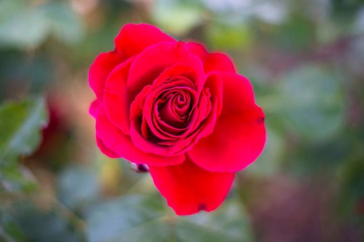 Una rosa roja creada por el rosalista Francis Meilland, en La Rosaleda del Parque del Oeste (Madrid).