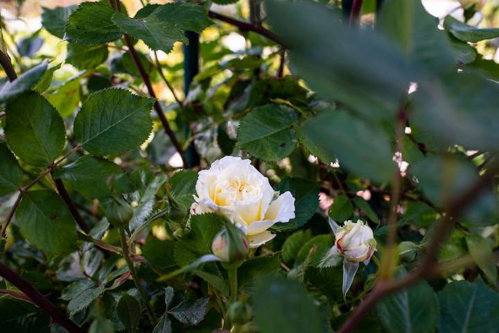 Una rosa blanca rodeada de capullos a punto de abrir en La Rosaleda del Parque del Oeste, Madrid.