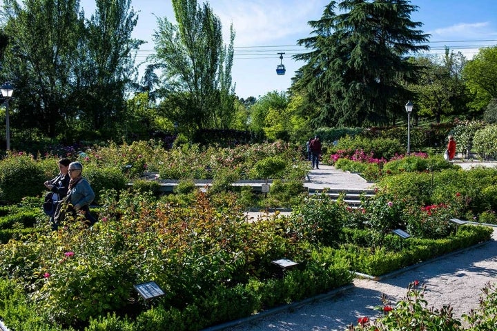 Vista del jardín de La Rosaleda con gente paseando y al fondo, el teleférico, en el Parque del Oeste, Madrid.