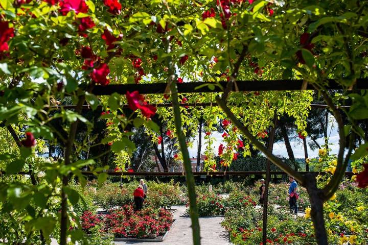 Vista de los jardines desde las pérgolas cubiertas de rosales en La Rosaleda del Parque del Oeste (Madrid).
