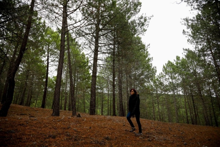 En otoño, una mágica policromía inunda la sierra norte de Guadalajara.