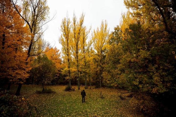 Bosque pueblos negros