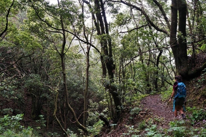 La laurisilva es un vestigio vegetal de la Era Terciaria que abunda en los macizos del Teno y Anaga.