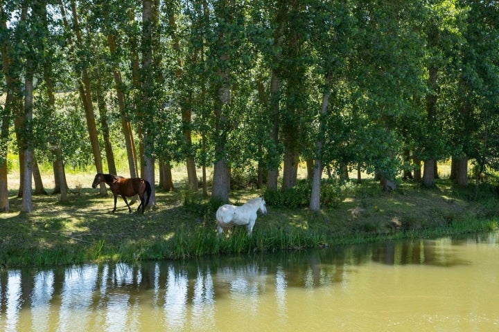 Caballos Valderredible