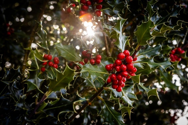 Hay rincones que parecen un decorado navideño.