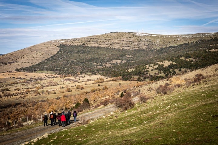 El acebo va hacia arriba de manera natural.