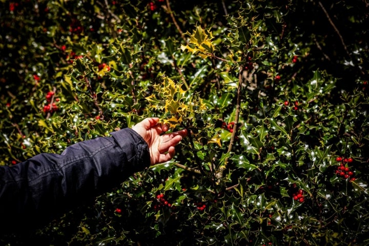 Y de repente, una hoja con los bordes amarillos.