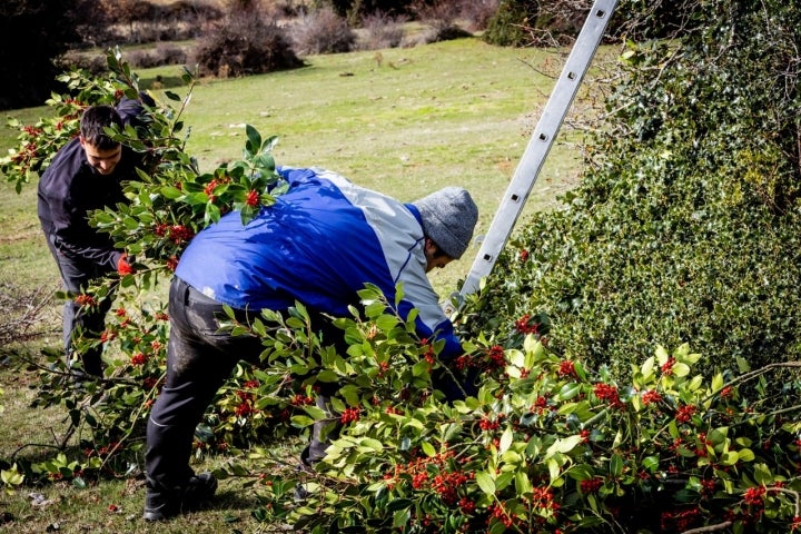 Las cuadrillas podando el acebo se mezclan con el excursionista.