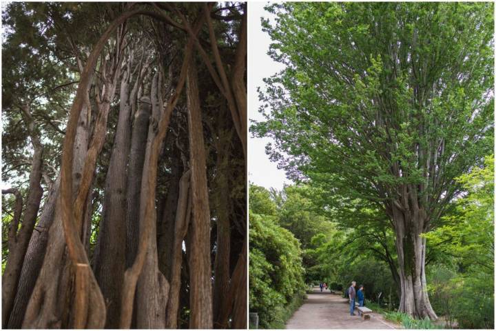 Un ciprés de más de 200 años, el árbol más antiguo del jardín, y un olmo caucaso de casi 200 años, en el Real Jardín Botánico de Madrid.