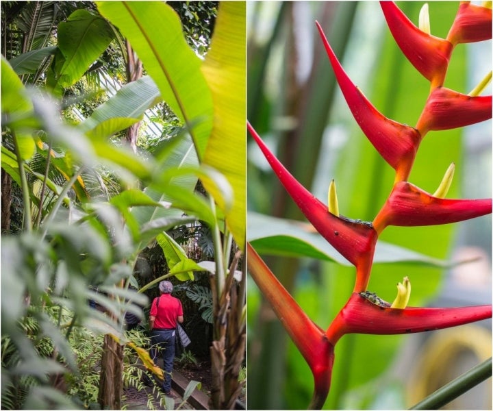 Atravesando el espacio húmedo de la estufa de las Palmas y una heliconia, típica de climas tropicales.