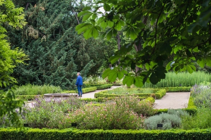 Un hombre pasea por el interior del Real Jardín Botánico de Madrid.