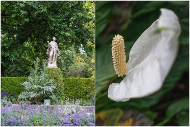 Avenida de las estatuas y detalle de la flor del Spathiphyllum, en la zona intertropical del invernadero Santiago Castroviejo Bolívar, en el Real Jardín Botánico de Madrid.