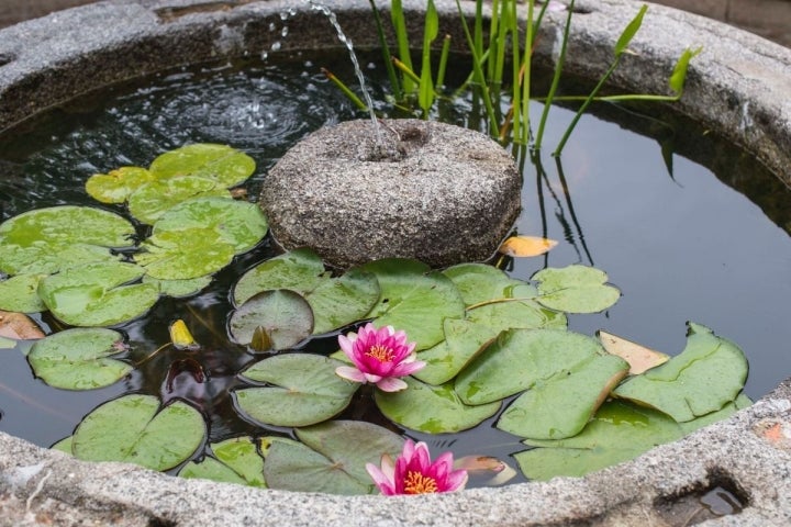 Uno de los fontines del Real Jardín Botánico de Madrid con nenúfares.