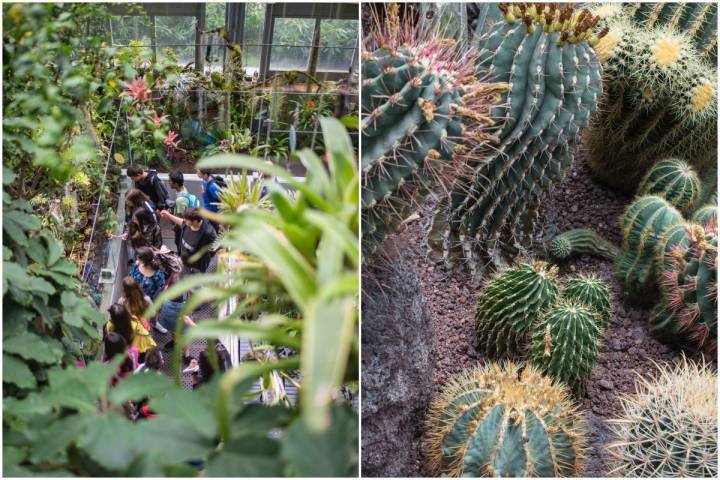 Un grupo de escolares observan las plantas carnívoras y cactus en el Real Jardín Botánico de Madrid.
