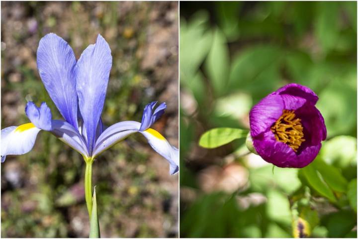 Iris silvestre -lirio de la sierra- y peonía silvestre.