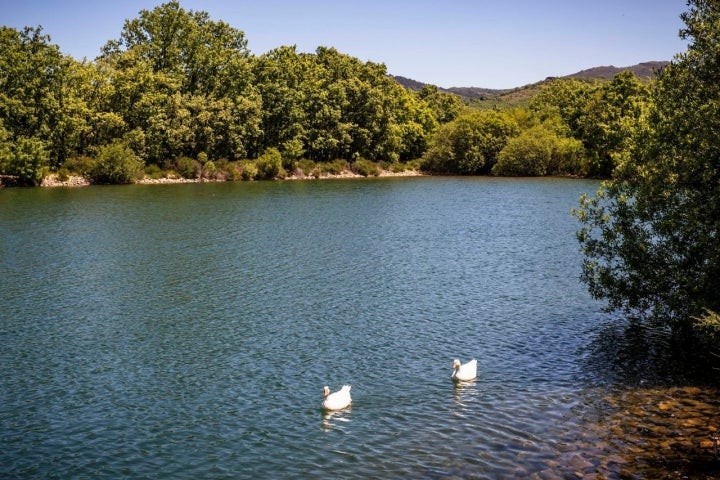 Los patos esperan a los visitantes en la Laguna del Samoral.