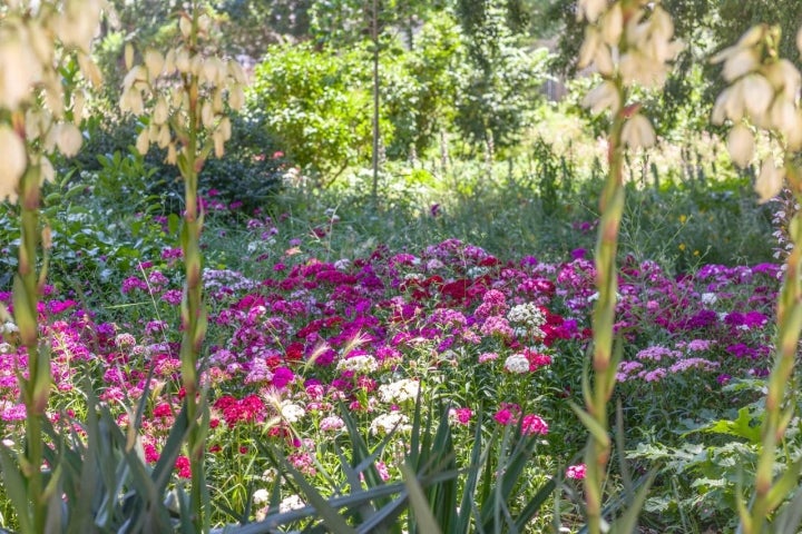 Flores Quinta de Vista Alegre