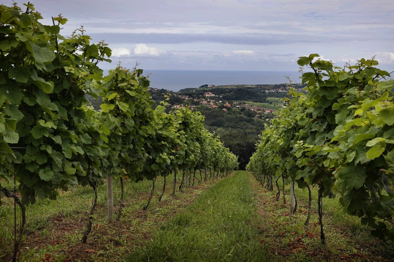 Bodegas Miradorio