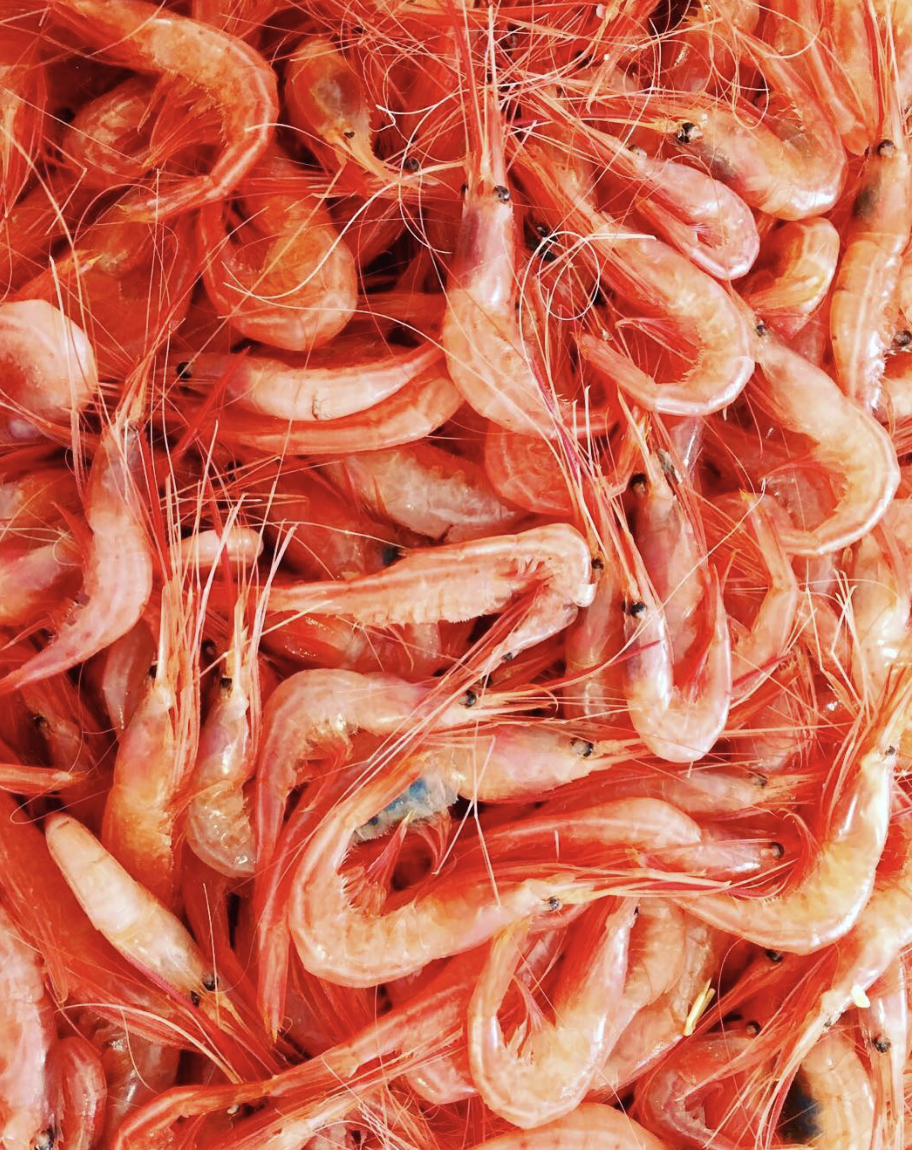 El Capricho de Nicomedes