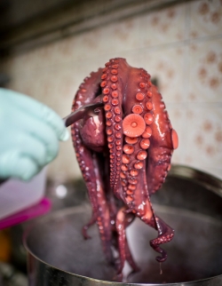 Uhmm, el pulpo ya está cocido y huele que alimenta.