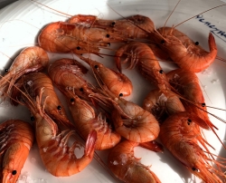 Camarones gallegos cocidos. Foto Guía Repsol