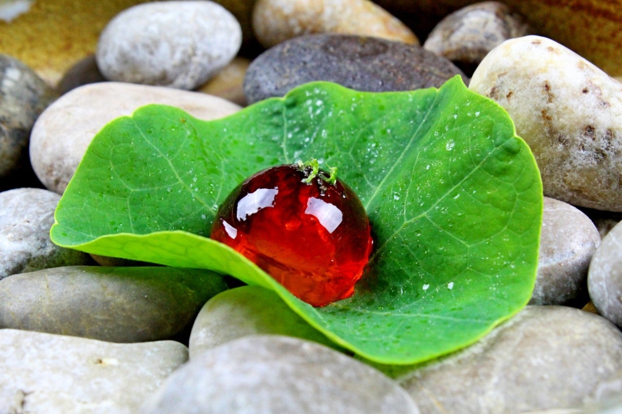 Hoja Santa