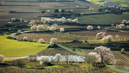 Campos en primavera. Foto cedida por Rioja Turismo