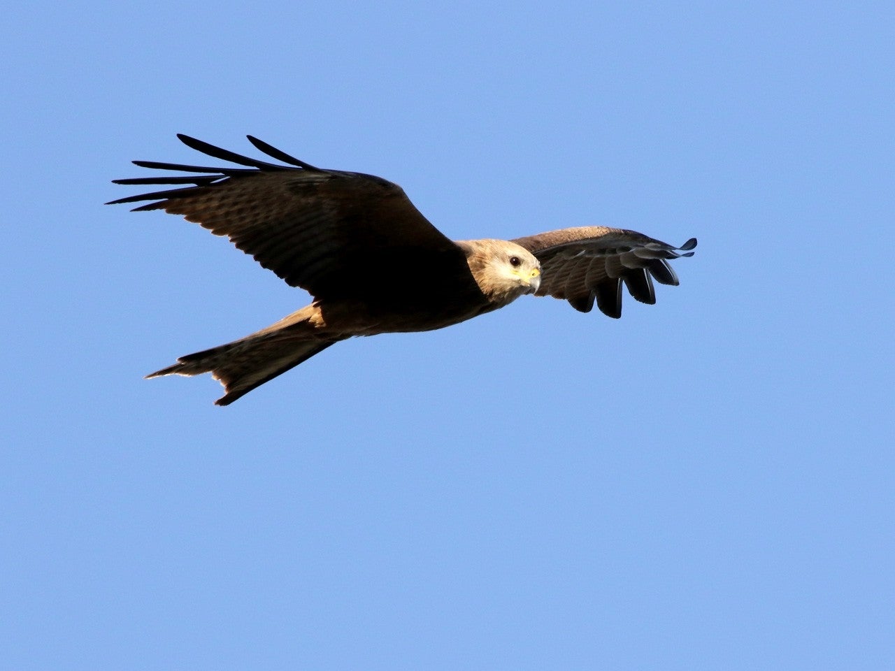 Fresneda de Altarejos